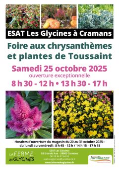 Chrysanthèmes et plantes de Toussaint