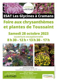 Chrysanthèmes et plantes de Toussaint