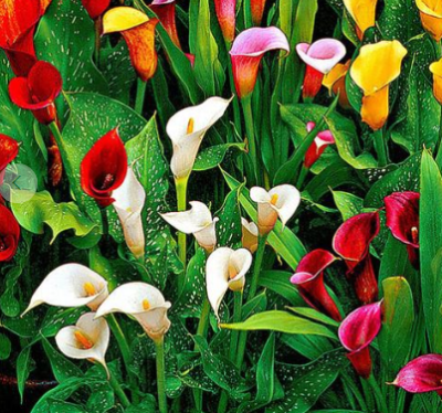 plantes exotiques