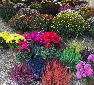 Plantes en pot