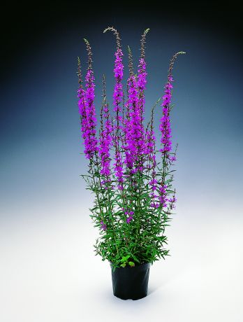 Lythrum Virgatum purple