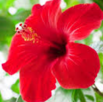 hibiscus