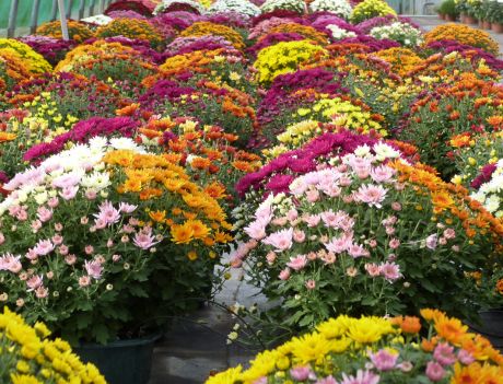 Chrysanthèmes en grosse coupe 