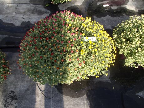 Chrysanthèmes en jardinière de 30 cm