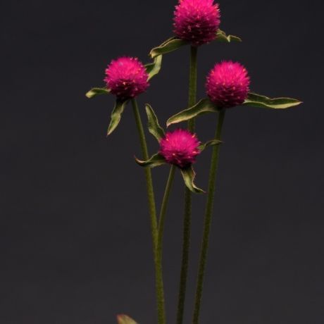 Gomphrena Fireworks rose