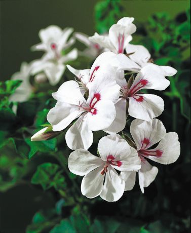 Géranium lierre simple blanc