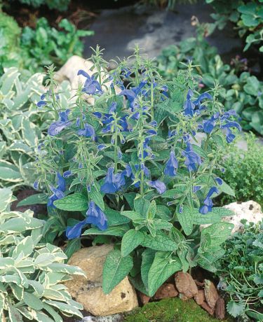 Sauge Patens Patio deep blue