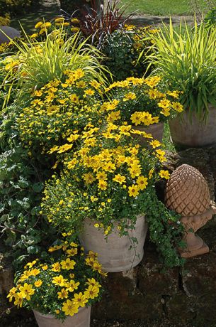 Bidens jaune (bouture)