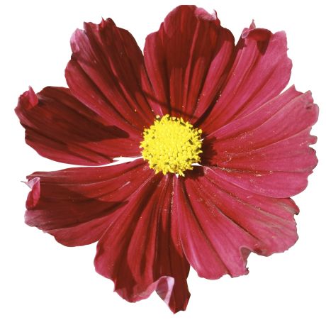 Cosmos Casanova red