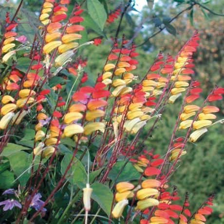 Mina Lobata