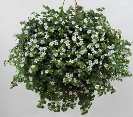 Bacopa blanc (gros pot)