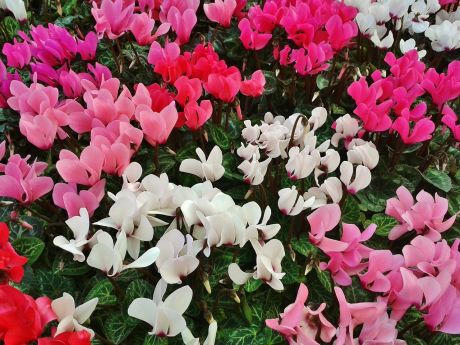 Cyclamen (gros pot)