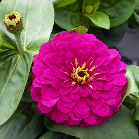 Zinnia nain Elegans  Mondo deep pink