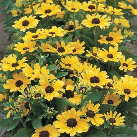 Rudbeckia nain Hirta Toto jaune