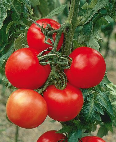 Tomates Montfavet avancée ( gros pot)