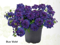 Verveine rampante bleue foncée (gros pot) pot de diamètre 11 Plantes  retombantes