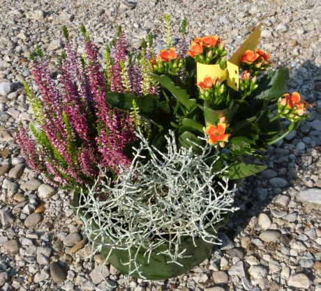 Coupe de 3 plantes