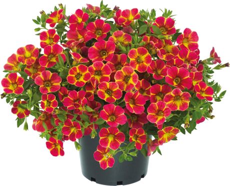 Pétunia calibrachoa orange et jaune (gros pot)