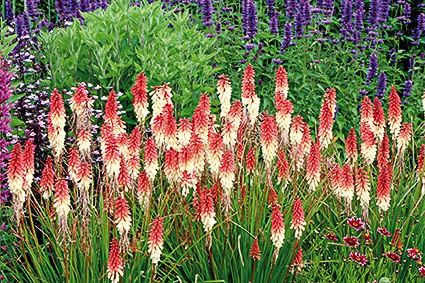 Kniphofia orange vanilla (petite taille)