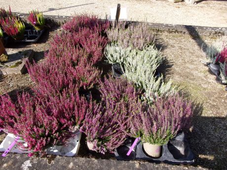 Bruyère blanche ou rose ou violette pot de diamètre 12