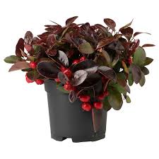 Gaultheria