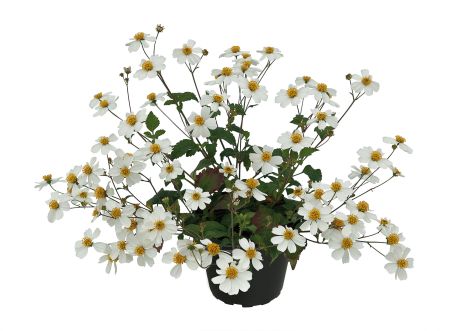 Bidens (gros pot)