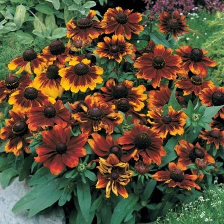 Rudbeckia nain Hirta Toto Rustic