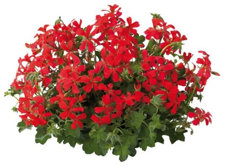 Géranium Lierre Simple Balcon impérial rouge bois vert