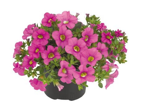 Pétunia calibrachoa  deep rose clair (bouture)