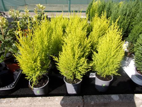 Cupressus golden