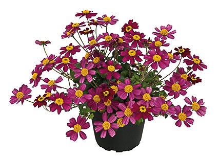 Bidens  rose  (gros pot) 