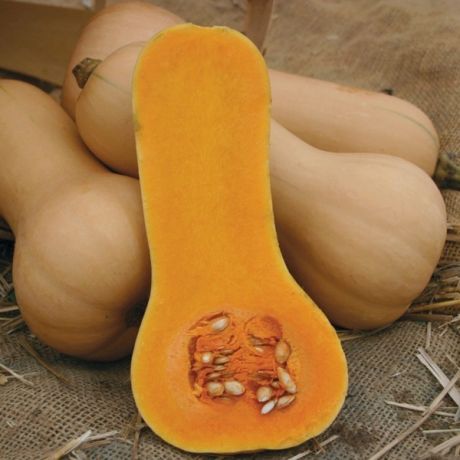 Courge Butternut