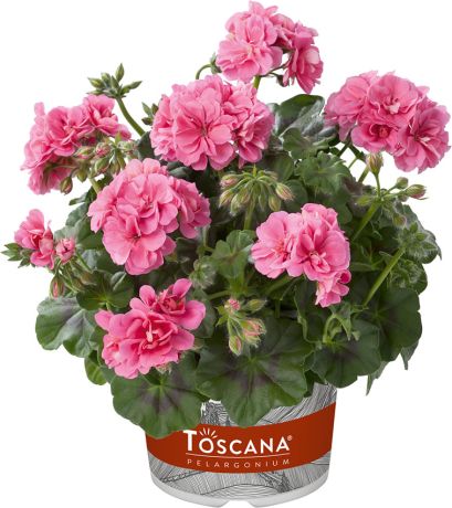 Géranium Lierre Double Primo erke rose clair