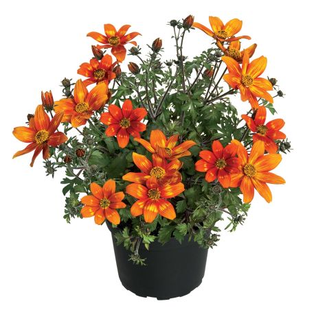 Bidens  orange  (gros pot)