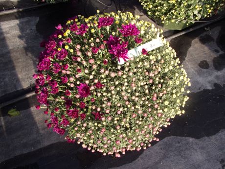 Chrysanthèmes pompons en grosse coupe