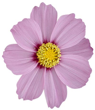 Cosmos Casanova pink