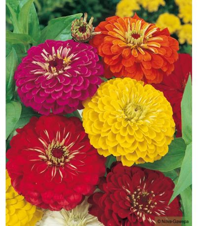 Zinnia haut Géant de Californie