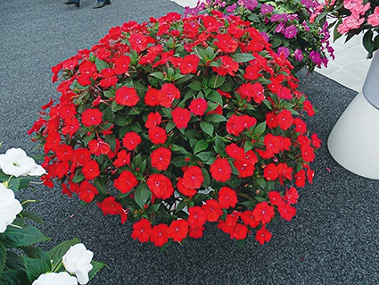 Impatiens Sunpatiens rouge