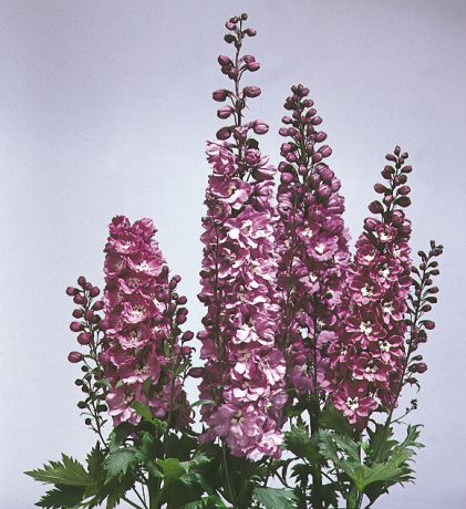 Delphinium haut rose et blanc