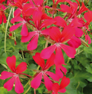 Géranium Lierre Simple rouge Framboise (bouture)