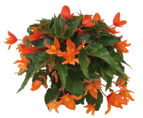 Bégonia Belleconia orange