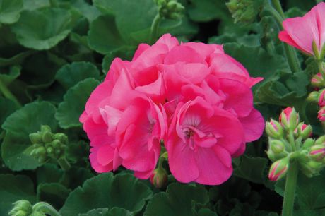 Géranium Zonal  bouture  rose 