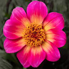 Dahlia Nain Happy days bicolore