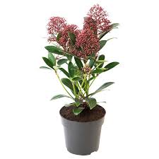 Skimmia