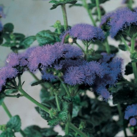 Ageratum Élevé Horizon