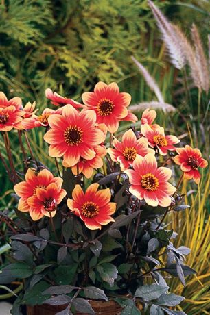 Dahlia Nain Happy days bicolore orange et rouge