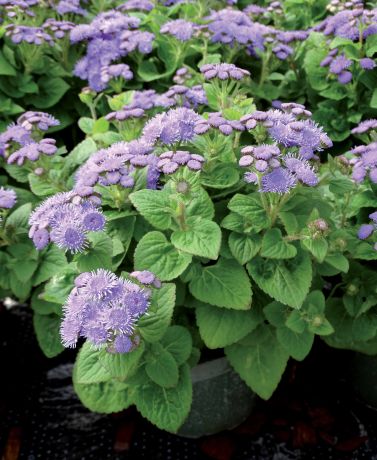 Ageratum Nain Aloha