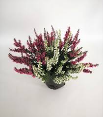 Bruyère Calluna En Pot Bicolore - Pot 12 Cm, Plante Vivace Pour Extérieur - Facile D’entretien
