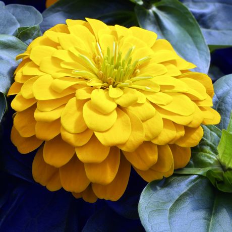 Zinnia nain  Elegans Mondo yellow