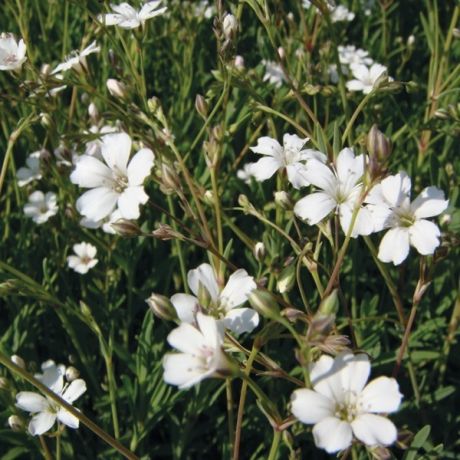 Gypsophile nain blanc